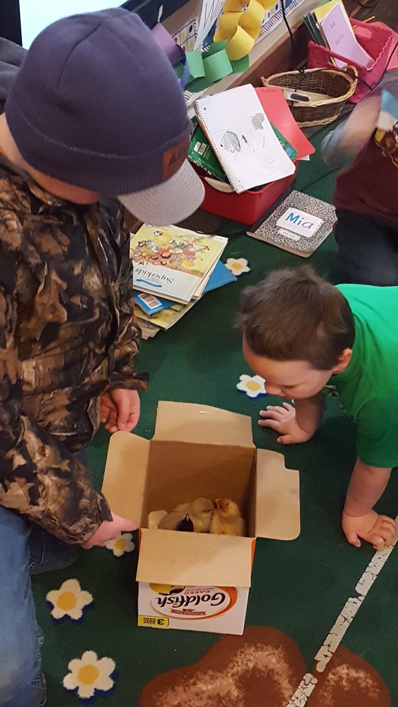 Baby Chicks In Our Classroom!! MNCS Elementary student recently did a chick-hatching project and was able to bring the chicks in and show fellow students! Students were thrilled to see and pet the fluffy little chicks!  