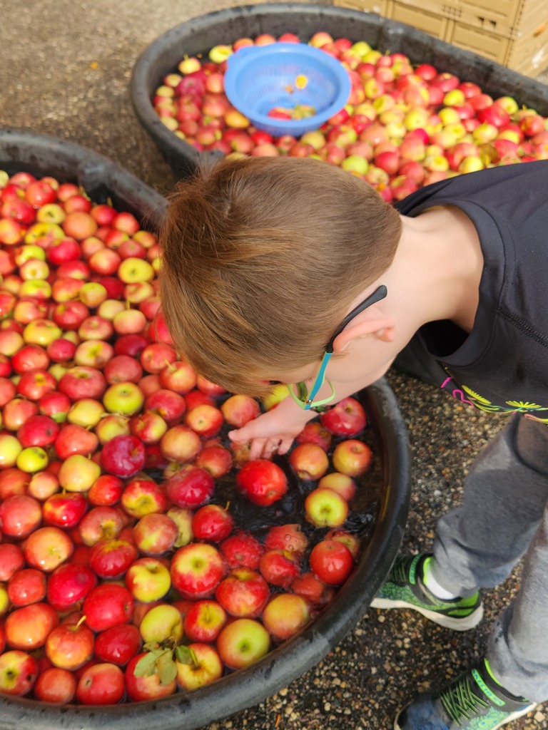Picking through the good and bad apples...the effort is worth the reward with some delicious apple cider!